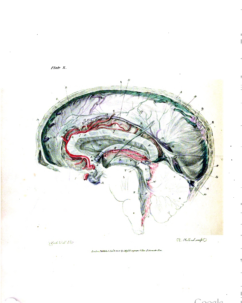 The Neural Network That Found Cats on the Internet